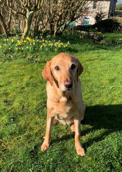 Labrador Lola pulls through after two blood transfusions